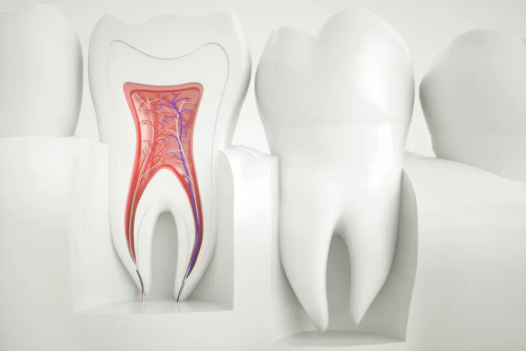 the anatomy of a tooth